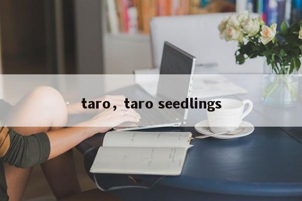 taro，taro seedlings